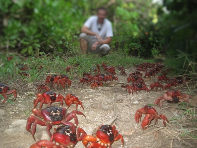 Ian Usher Christmas Island Crabs (Ian Usher)  CC BY-SA 
Informazioni sulla licenza disponibili sotto 'Prova delle fonti di immagine'